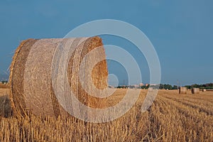 Golden hay bales on a field. Large round bundles to feed ruminant animals. Outdoor park in Rome, Italy. Countryside scenery.