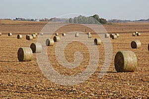 Golden haystacks on a field