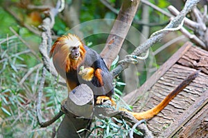 A golden headed lion faced marmoset (Leontopithecus chrysomelas)