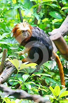 The golden headed lion faced marmoset (Leontopithecus chrysomelas) photo