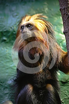 Golden-headed Lion Tamarin