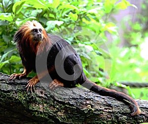 Golden-Headed Lion Tamarin at Apenheul