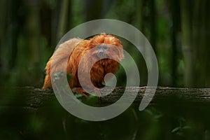 Golden-headed lion tamarin, Leontopithecus chrysomelas, BahÃ­a in Brazil. Cute red orange monkey in the nature tropic forest