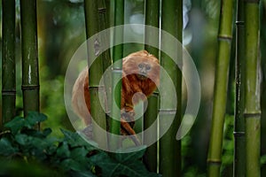 Golden-headed lion tamarin, Leontopithecus chrysomelas, BahÃ­a in Brazil. Cute red orange monkey in the nature tropic forest
