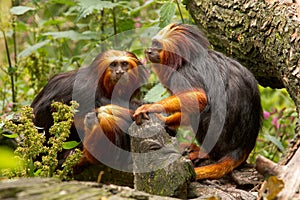 Golden-headed Lion Tamarins