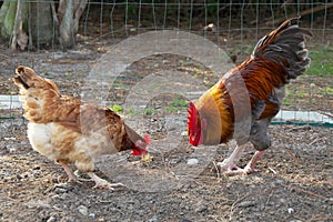 Golden headed maran rooster and hen eating