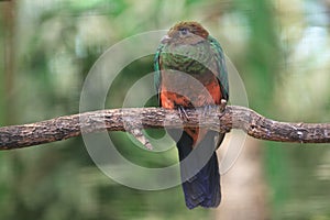 Golden-headed quetzal