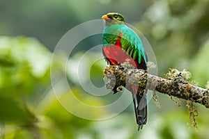 Golden Headed Quetzal