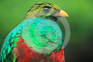 Golden-headed quetzal detail