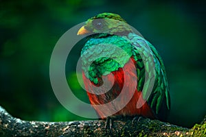 Golden-headed Quetzal, Pharomachrus auriceps, Ecuador.