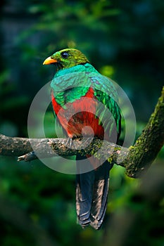 Golden-headed Quetzal, Pharomachrus auriceps, Ecuador. Magical colorful bird from dark tropical forest