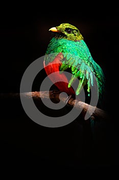 Golden-headed Quetzal, Pharomachrus auriceps, Magnificent sacred green and red bird. Detail portrait Quetzal from Colombia with bl