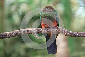 Golden-headed quetzal photo