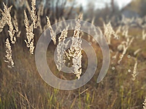 Golden heads of autumn grass against sunlight that appear to be floating on grass background