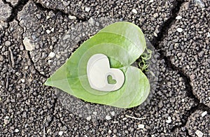 Golden Heart on Heart Shaped Leaf on Dry Soil