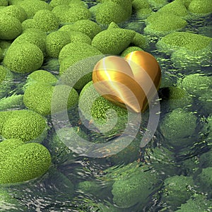 Golden heart lying on mossy heart shaped stones beside a pond, water surface