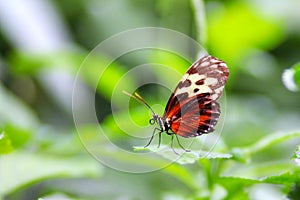 Golden Helicon Butterfly Heliconius Hecale on Green Leaf