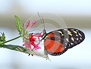 Golden Helicon (Heliconius hecale)