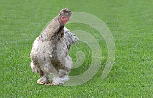 Golden hen of breed of Brama photo