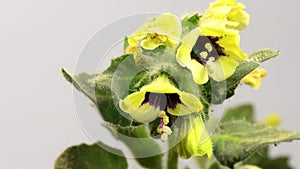 Golden Henbane, medicine plant with flower