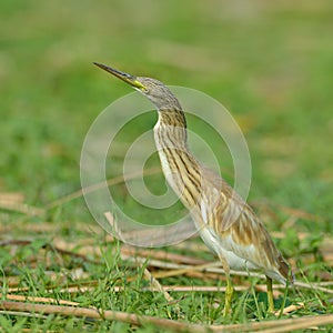 Golden heron (ardeola ralloides)