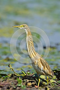 Golden heron -ardeola ralloides