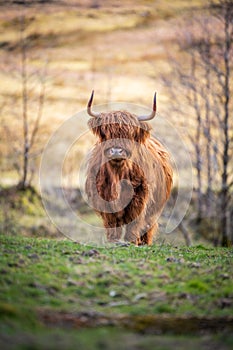 Golden highland cow (heiland coo) in Glen Nevis, Fort William, Scotland, UK