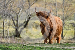 Golden highland cow (heiland coo) in Glen Nevis, Fort William, Scotland, UK