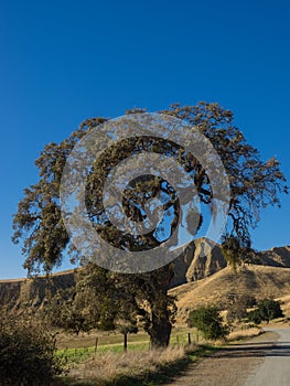 Golden hills with oak trees