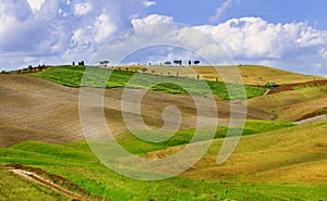 Golden hills of Orcia.