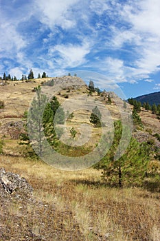 Golden hillside and trees, Kalamalka Lake Provincial Park, Vernon, Canada