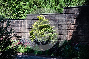 Golden hinoki cypress in the sun stand out against dark brick wall