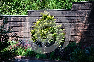 Golden hinoki cypress in the sun stand out against dark brick wall