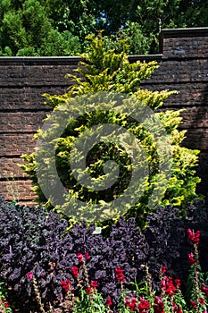 Golden hinoki cypress in the sun stand out against dark brick wall