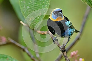 Golden-hooded Tanager