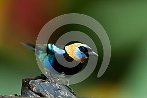 Golden Hooded Tanager