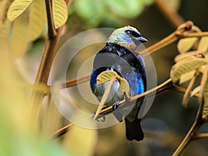 Golden-hooded tanager