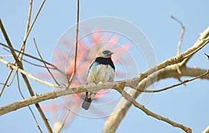 Golden-Hooded Tanager