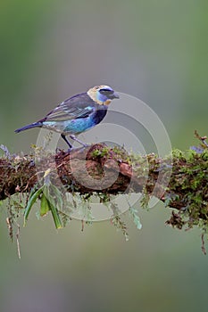 Golden-hooded Tanager  837422