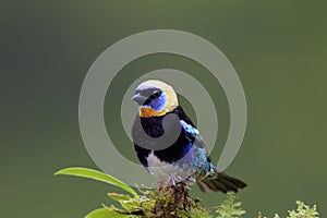 Golden-hooded Tanager  837560