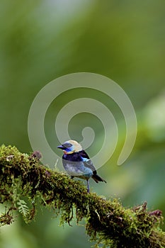Golden-hooded Tanager  840070