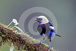 Golden-hooded Tanager  840209