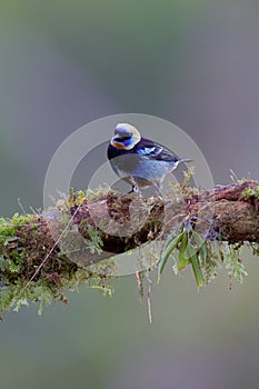 Golden-hooded Tanager  840210