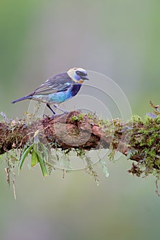 Golden-hooded Tanager  840216