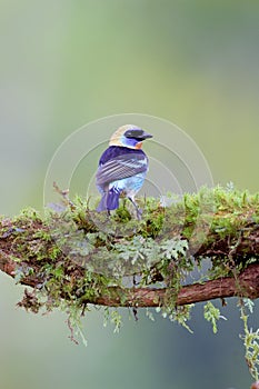 Golden-hooded Tanager  840219