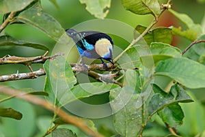 A Golden-hooded Tanager in the Arenal National Park