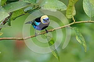 A Golden-hooded Tanager in the Arenal National Park