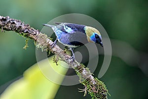 A Golden-hooded Tanager in the Arenal National Park