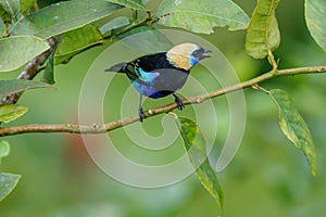 A Golden-hooded Tanager in the Arenal National Park