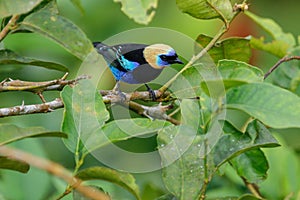 A Golden-hooded Tanager in the Arenal National Park photo